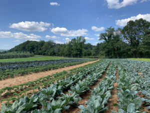 Alstede_Farms_1