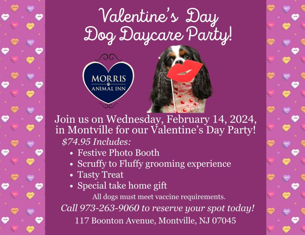 Morris Animal Inn Valentine's Day Dog Daycare Party