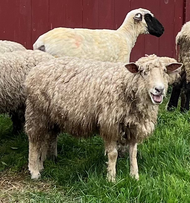 Fosterfields - Born to be Shorn - Sheep Shearing Day and Fiber Arts Fun