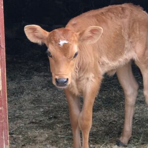 Dairy Day at Fosterfields Living Historical Farm calf image