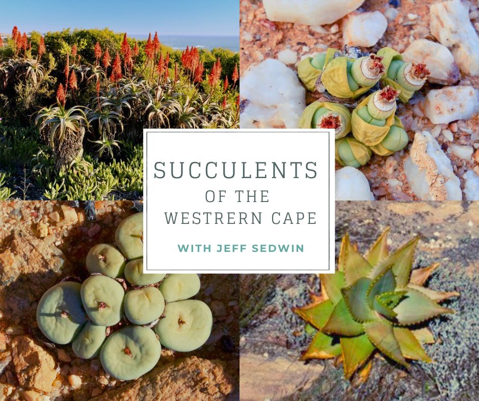 Western Cape Succulents graphic