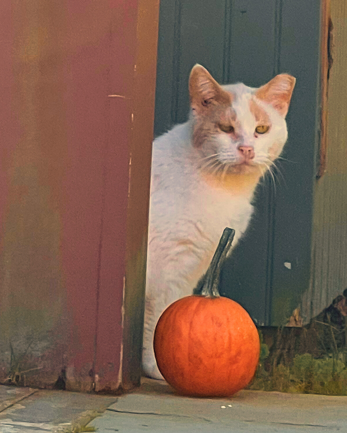 Fall Farm Fun at Fosterfields photo