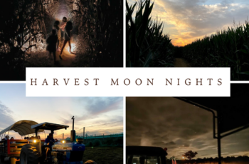 Harvest Moon Nights at Alstede Farms graphic