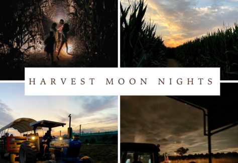 Harvest Moon Nights at Alstede Farms graphic