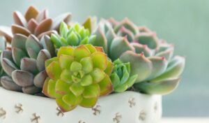 Succulents 101 at the Mendham Township Library