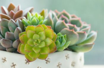 Succulents 101 at the Mendham Township Library