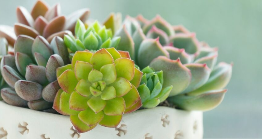 Succulents 101 at the Mendham Township Library