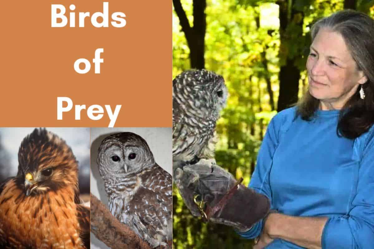 Birds of Prey with the Avian Wildlife Center at the Mendham Township Library