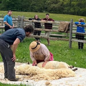 Sheep Shearing