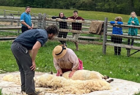 Join us for Farm to Fleece: Sheep Shearing & Fiber Arts Day at Fosterfields Living Historical Farm photo of sheep shearing