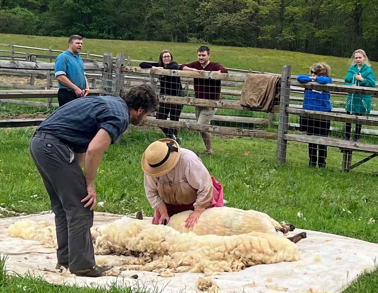 Join us for Farm to Fleece: Sheep Shearing & Fiber Arts Day at Fosterfields Living Historical Farm photo of sheep shearing