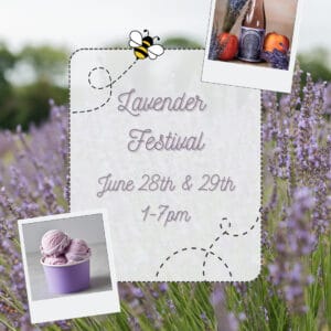 Lavender Festival