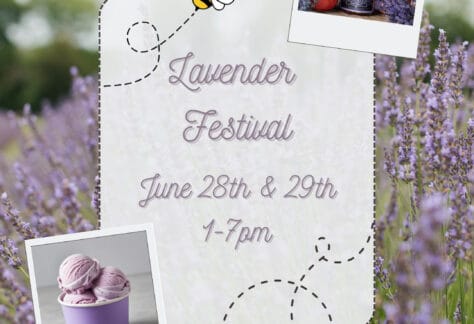 Lavender Festival