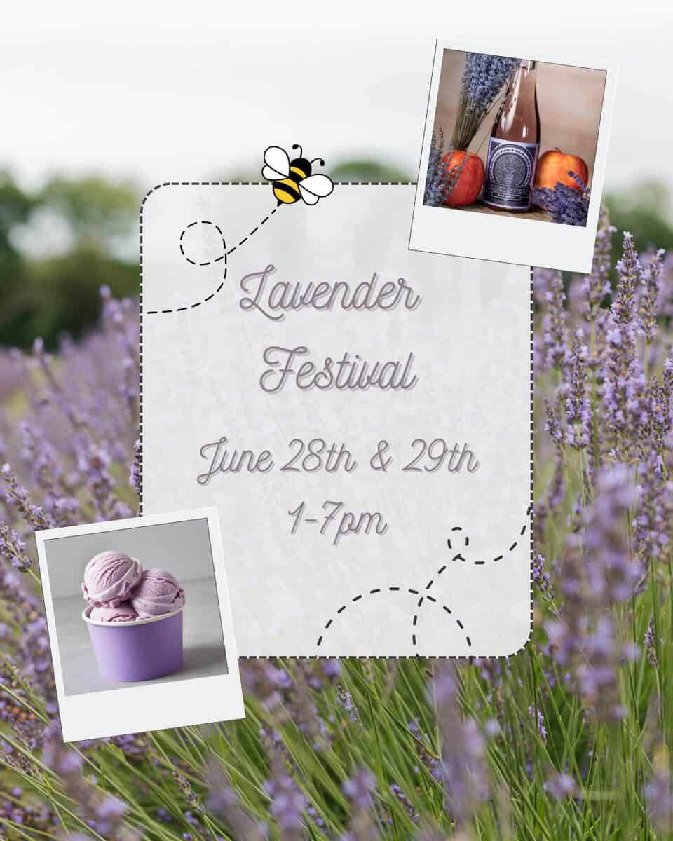 Lavender Festival