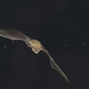 Batty Bats Night Walk