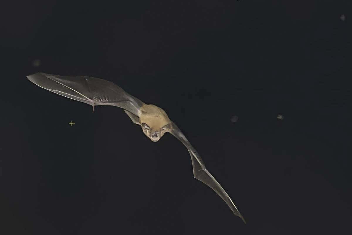 Batty Bats Night Walk