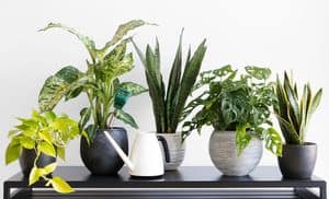 Happy Healthy Houseplants