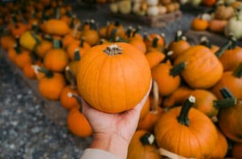 Top Pumpkin Patches in Morris County, NJ to Visit