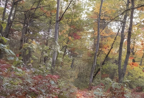 Walking Meditation with Kimberly Winters