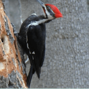 Bird Walk at The Farm