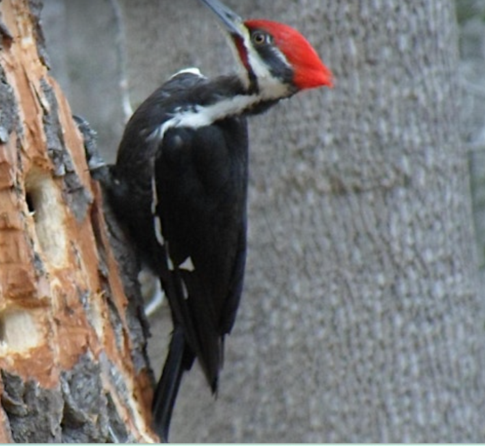Bird Walk at The Farm