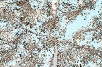 Celebrate Maple Sugaring Season at Great Swamp Outdoor Education Center