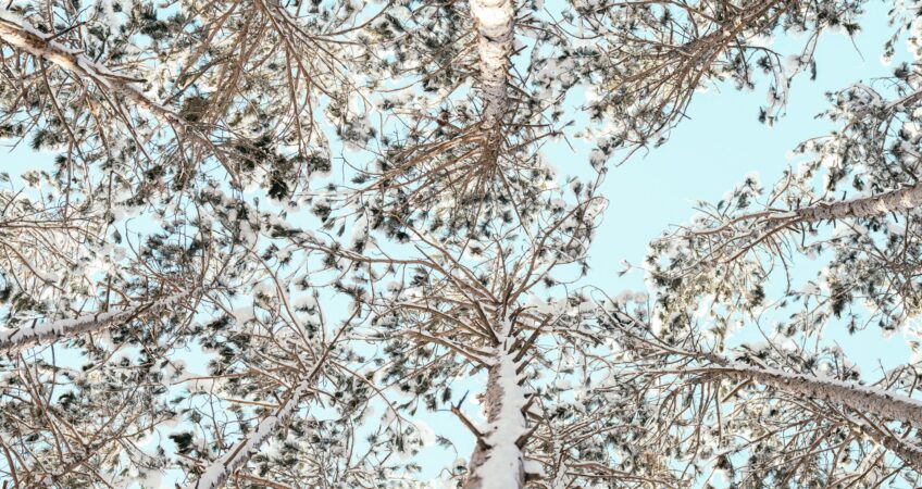 Celebrate Maple Sugaring Season at Great Swamp Outdoor Education Center