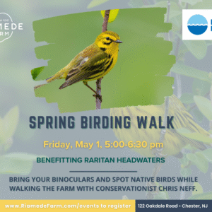 Spring Birding Walks at Riamede Farm