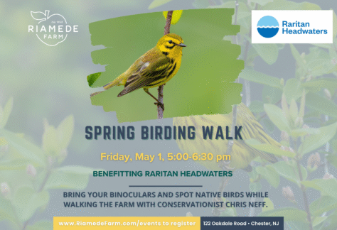 Spring Birding Walks at Riamede Farm