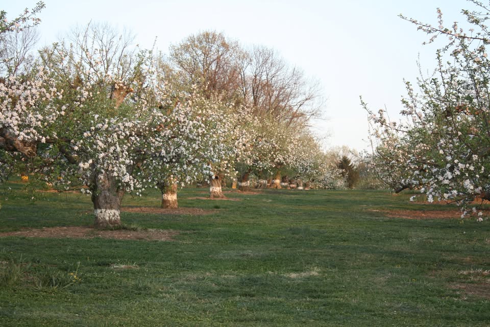 4th Annual Spring Blossom Festival