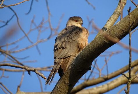 Spring Orchard Birding Walk