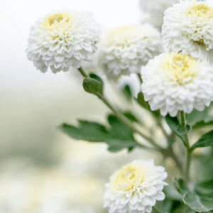 Learn to Read Oracle Cards