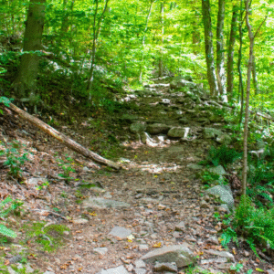 Afternoon Hike with Audrey Costa