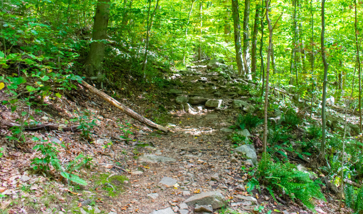 Afternoon Hike with Audrey Costa