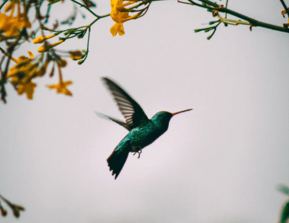 Tai Chi-Chih: Joy Through Movement!