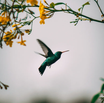 Tai Chi-Chih: Joy Through Movement!