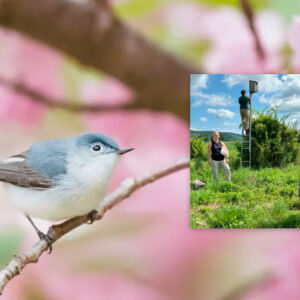 Bird Walk Deb DeSalvo