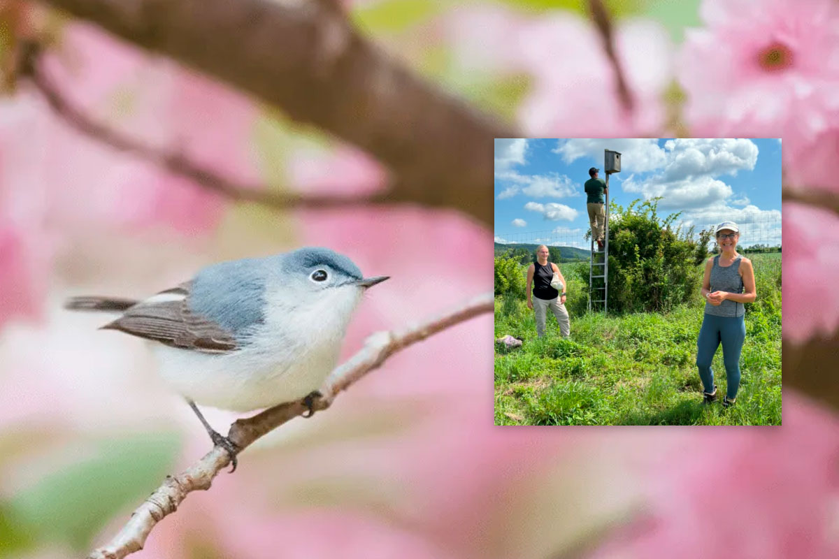 Bird Walk Deb DeSalvo