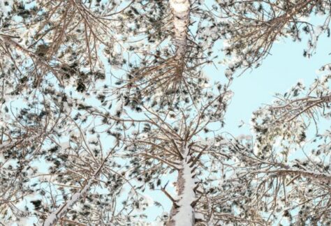 Maple Sugaring Demos