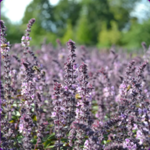 Healing from the Garden