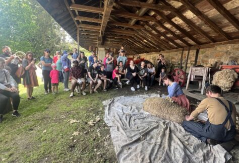 Farm to Fleece: Sheep Shearing and Fiber Arts