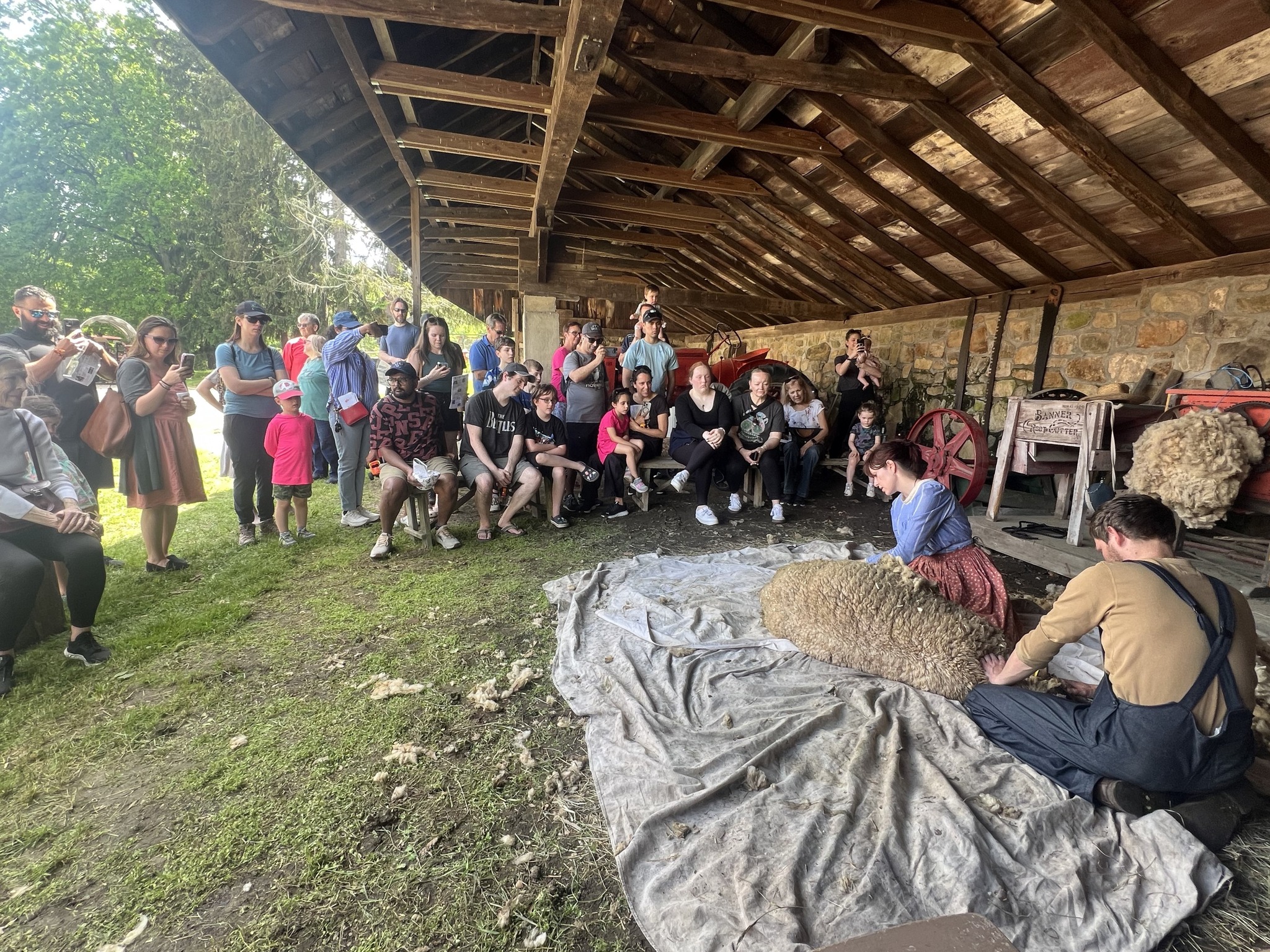 Farm to Fleece: Sheep Shearing and Fiber Arts