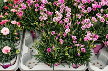 The Best Garden Centers in Morris County, NJ for Spring