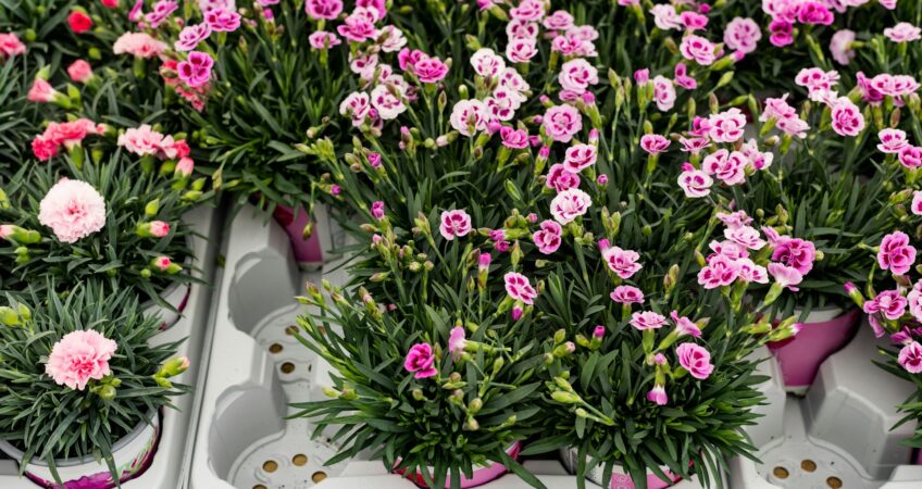 The Best Garden Centers in Morris County, NJ for Spring