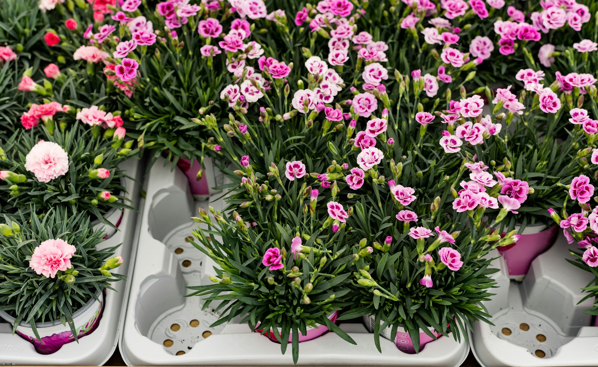 The Best Garden Centers in Morris County, NJ for Spring
