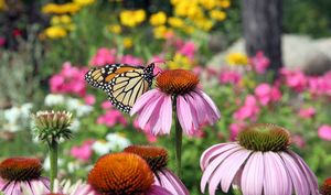 Garden for Wildlife