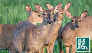 Deer New Jersey