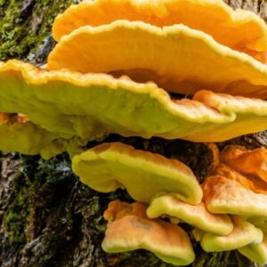 Introduction to Mycology and Agroforestry Systems