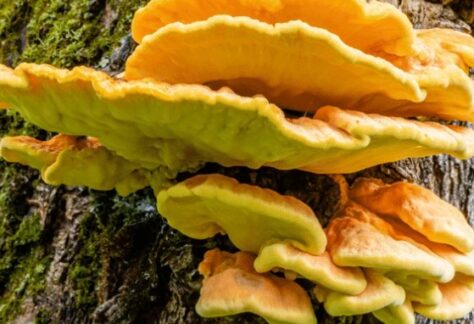 Introduction to Mycology and Agroforestry Systems