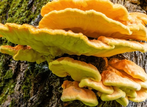 Introduction to Mycology and Agroforestry Systems